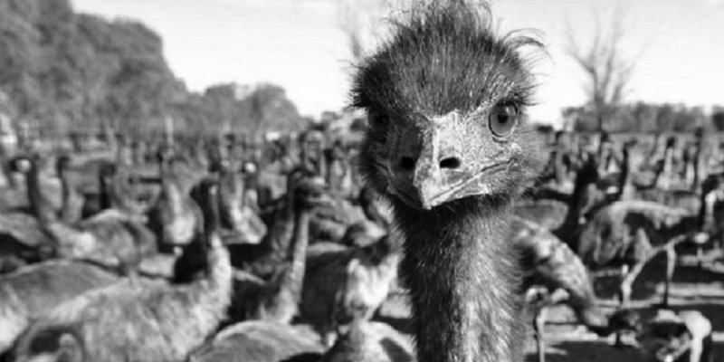 The Great Emu War of 1932